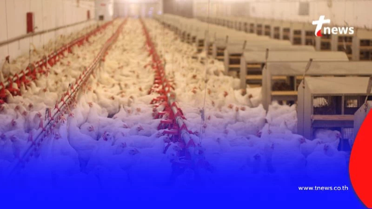 กรมปศุสัตว์ ชะลอนำเข้า สัตว์ปีก หลังพบไข้หวัดนก H5N1 ระบาดรุนแรง