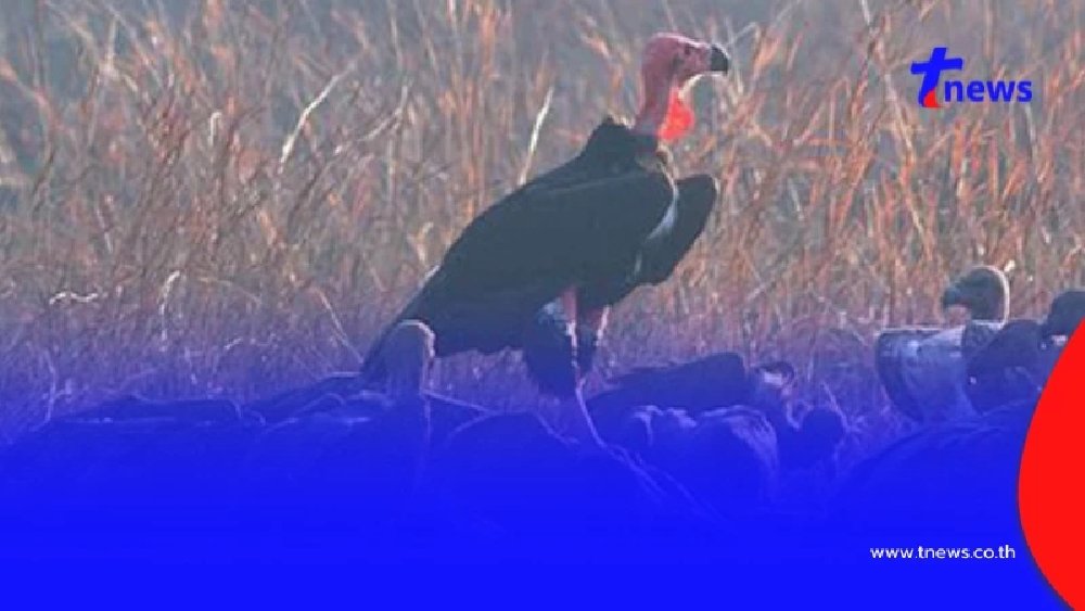 เบื้องลึก "ฝูงแร้ง" บินว่อนเหนือชายแดน จุดศพทหารเขมรเสียชีวิต