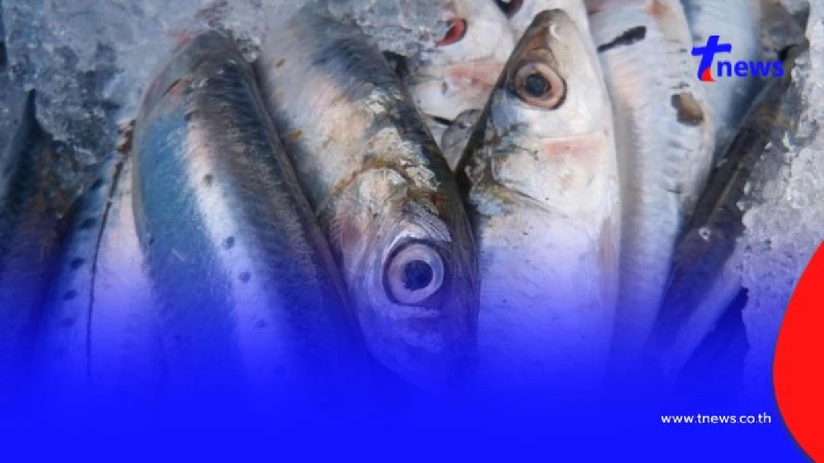 ปลาซาร์ดีน ของดีราคาถูก! ซูเปอร์ฟู้ดจากทะเลที่หลายคนมองข้าม