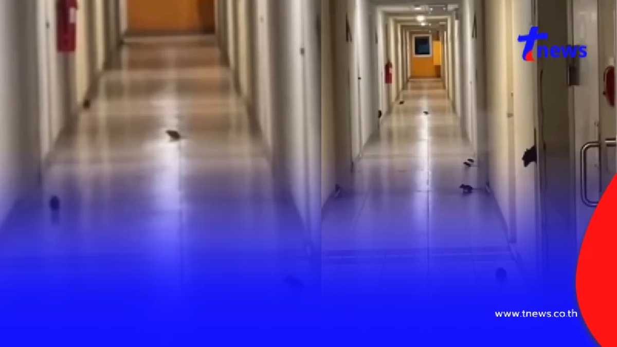 ผวากันทั้งคอนโด กองทัพหนูบุก เดือดร้อนหนักไม่กล้าออกจากห้อง