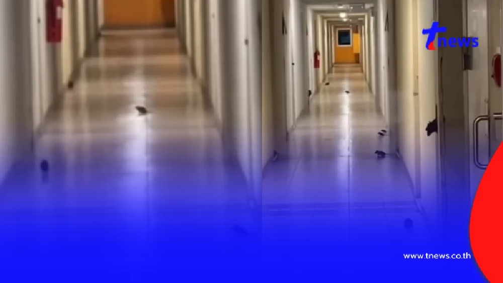 ผวากันทั้งคอนโด กองทัพหนูบุก เดือดร้อนหนักไม่กล้าออกจากห้อง