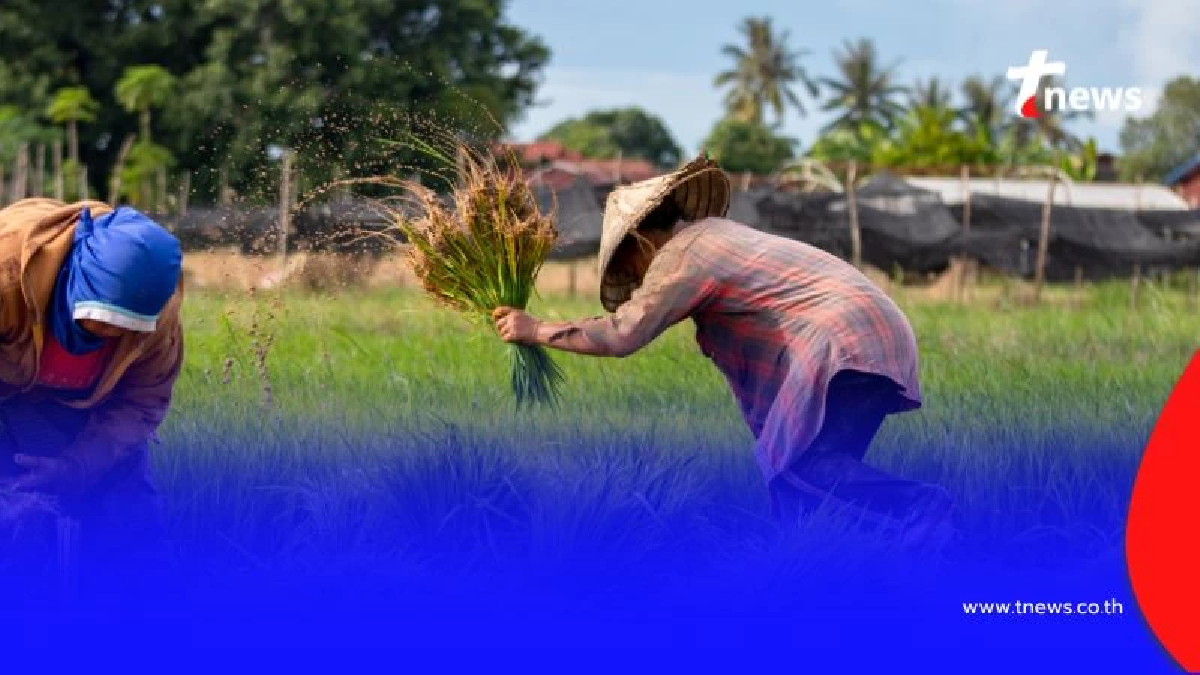 เปิดช่องทางรับ "เงินช่วยเหลือชาวนาไร่ละ 1,000 บาท" เช็กสถานะ-วันโอนได้ที่นี่