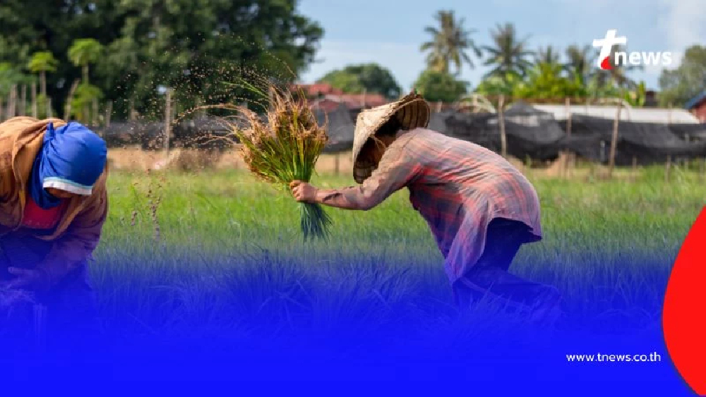เปิดช่องทางรับ "เงินช่วยเหลือชาวนาไร่ละ 1,000 บาท" เช็กสถานะ-วันโอนได้ที่นี่