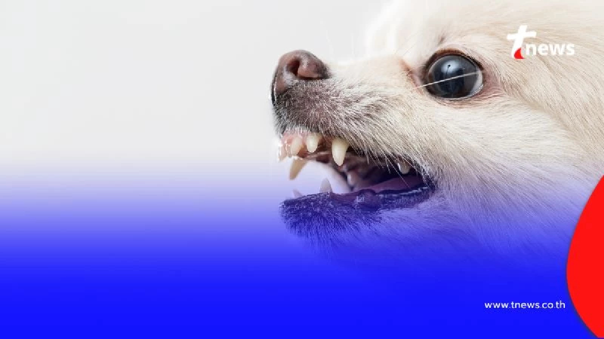 พิษสุนัขบ้าระบาด รมว.สธ.เร่งคุมเข้ม ย้ำวัคซีนเพียงพอ อย่าตื่นตระหนก