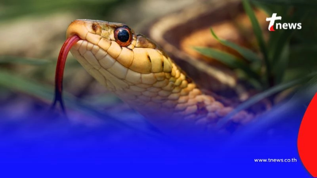 รู้จัก "วิธีปฐมพยาบาลเบื้องต้น" เมื่อถูกงูกัด เตรียมรับมือภัยร้ายใกล้ตัว