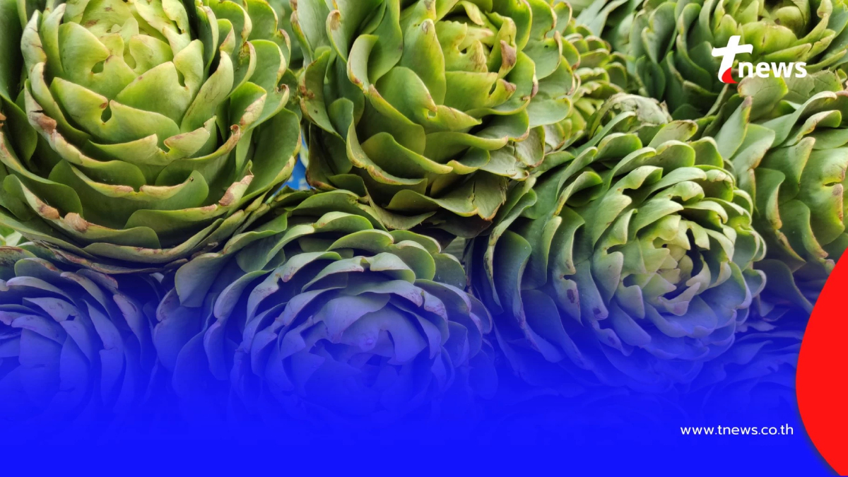 ทำความรู้จัก “ดอกอาร์ติโชค” ประโยชน์ดีงามที่คนรักสุขภาพตับต้องรู้