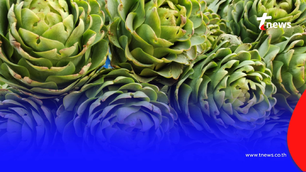 ทำความรู้จัก “ดอกอาร์ติโชค” ประโยชน์ดีงามที่คนรักสุขภาพตับต้องรู้