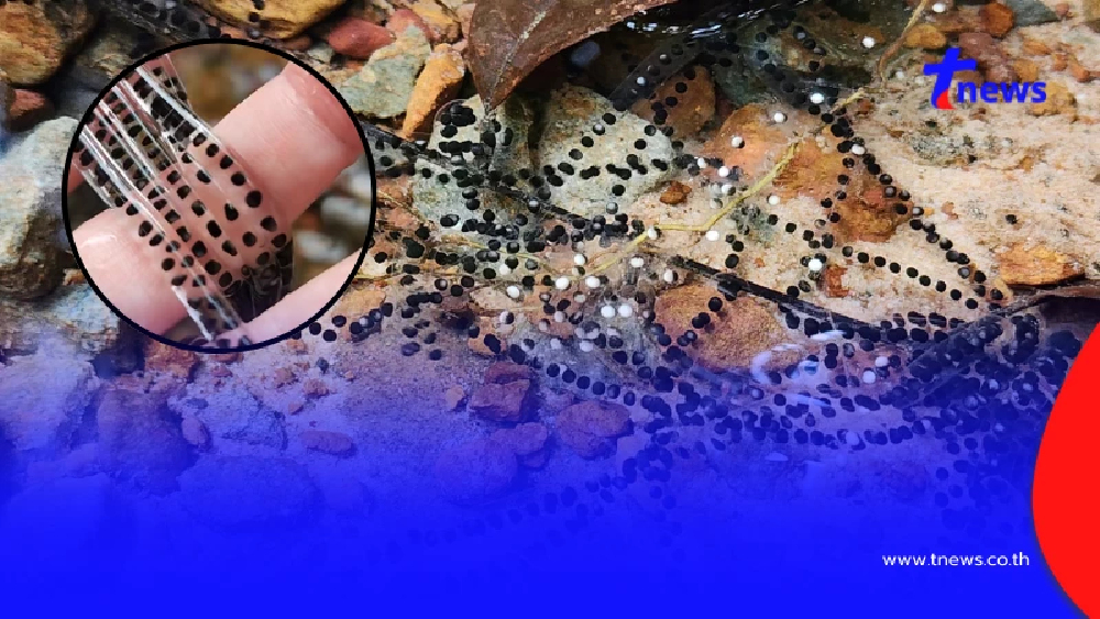 นักท่องเที่ยว เจอไข่ประหลาดในน้ำตก ก่อนชาวเน็ตเตือนถึงอันตราย