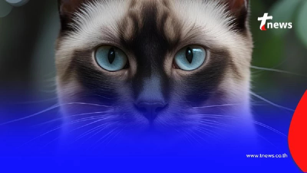 หยุดร้องไห้แล้วมาทำตาม 5 วิธีตามหาแมวที่หายไป ที่ไม่ได้พึ่งแค่โชคชะตา