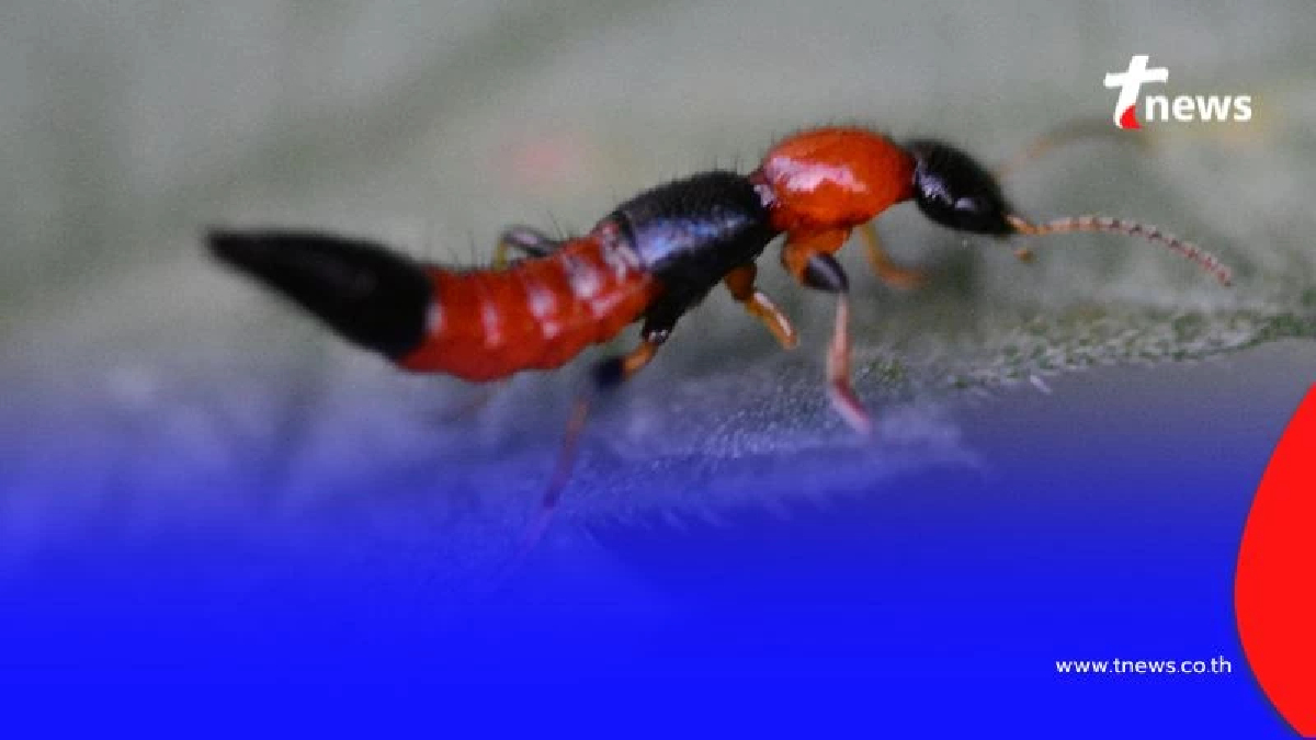 แมลงก้นกระดก อันตรายกว่าที่คิด โดยเฉพาะกับผู้ป่วยโรคนี้