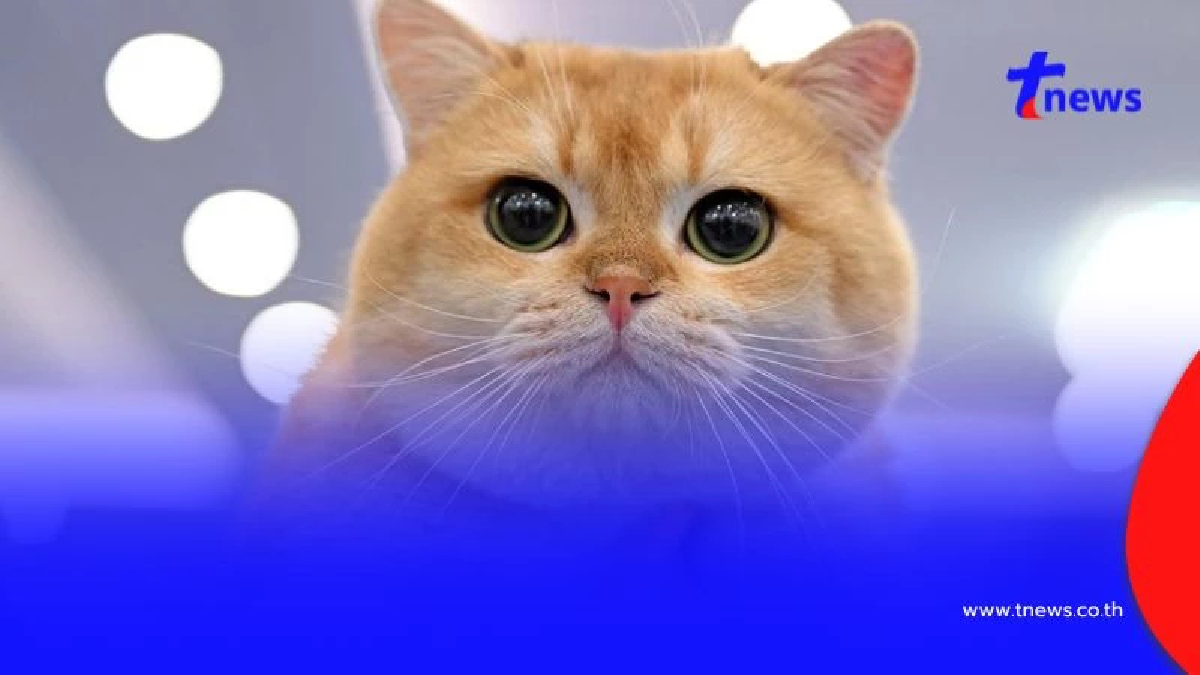 4 สัญญาณบ่งบอกว่า “แมวรักคุณ” แม้ไม่พูดแต่ก็แสดงออกชัดเจน