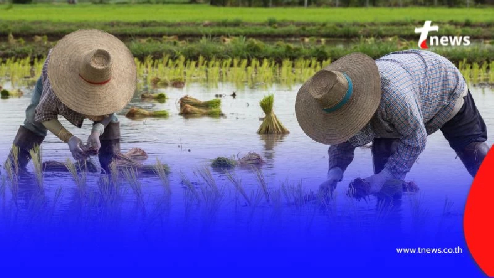 บอร์ด ธ.ก.ส. เตรียมเคาะ 'เงินไร่ละ 1,000 บาท' ชี้โอนล็อตแรก 1 ก.ย. 68