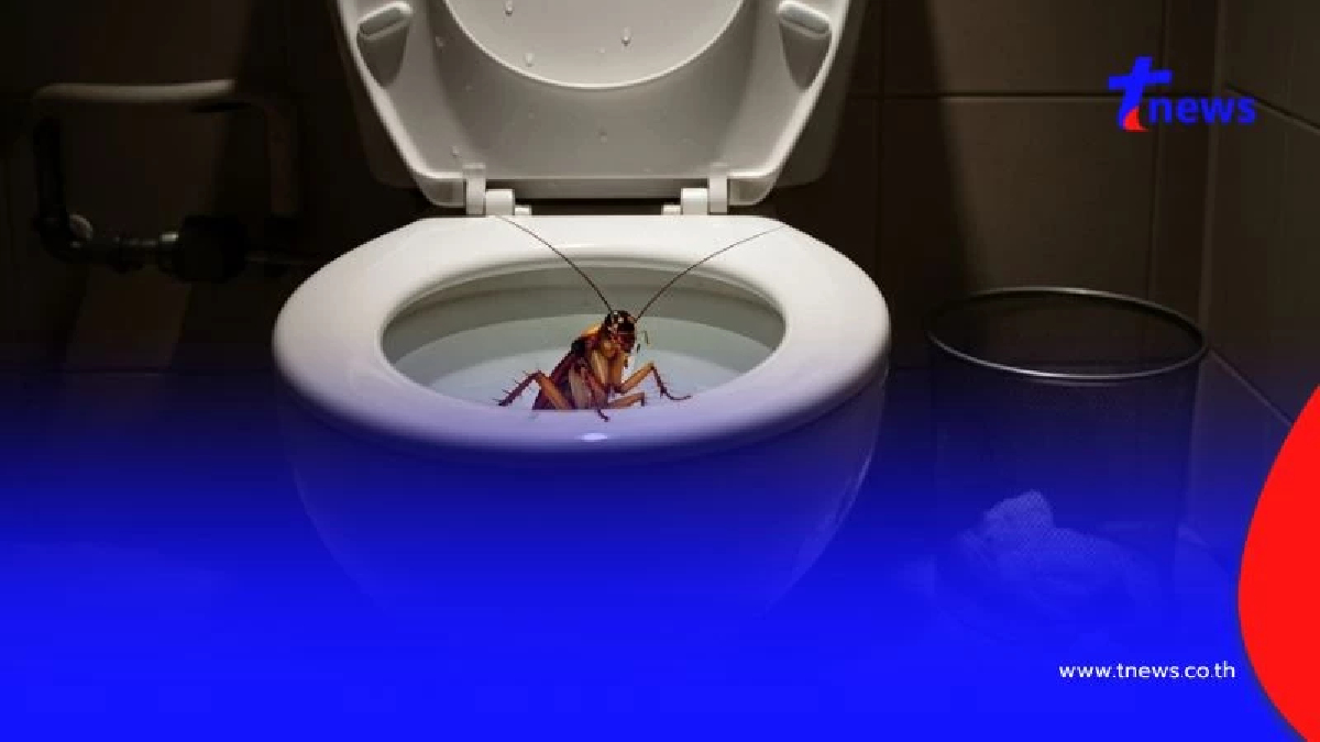 แพทย์ญี่ปุ่นเตือน ไม่อยากฝันร้าย อย่าทิ้ง "แมลงสาบ" ลงชักโครก