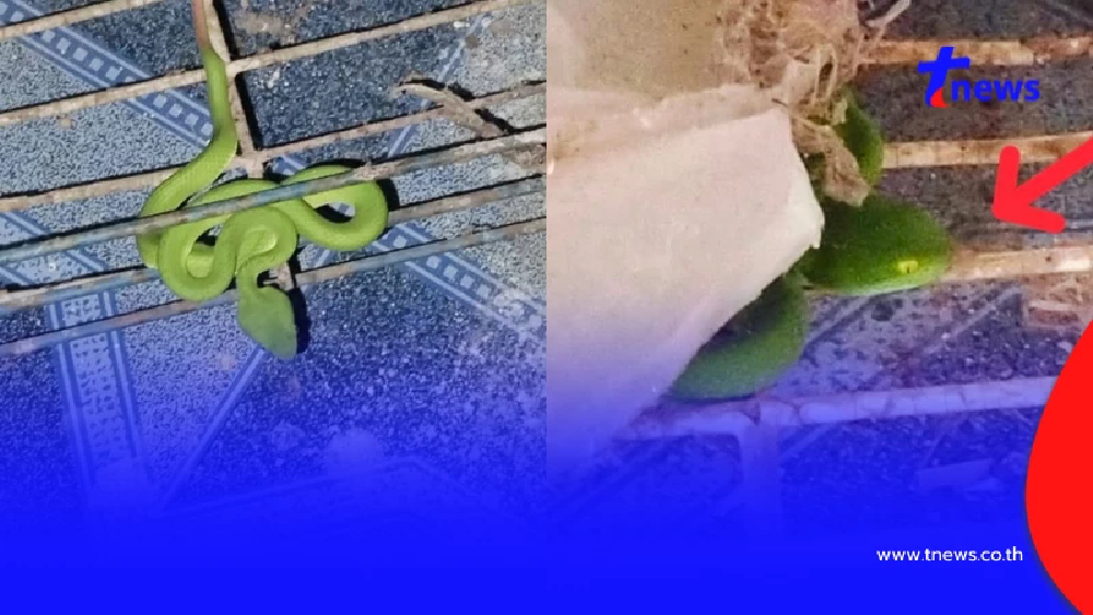 หนุ่มพบ "งูเขียวหางไหม้" นอนเฝ้าหน้าบ้าน 3 คืนติด แห่ส่องเลขบ้าน