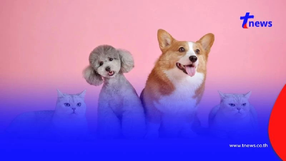 ทาสหมา-แมวต้องรู้! วิธีขึ้นทะเบียน + เอกสารที่ใช้ ฝังไมโครชิปฟรี