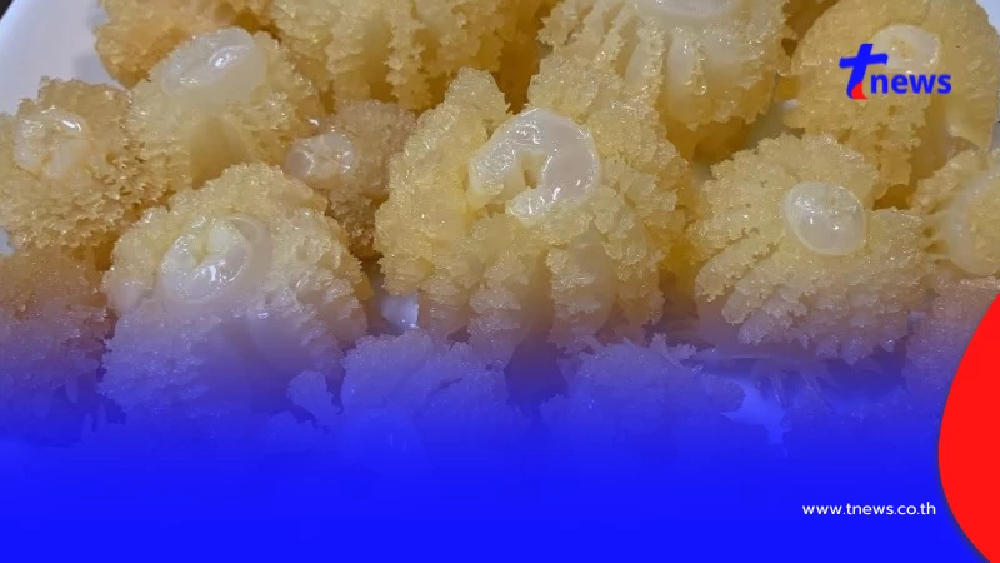 เตือน แมงกะพรุนหัวกระสุน เลี่ยงกินคู่ 4 น้ำยอดฮิต เสี่ยงอันตรายไม่รู้ตัว