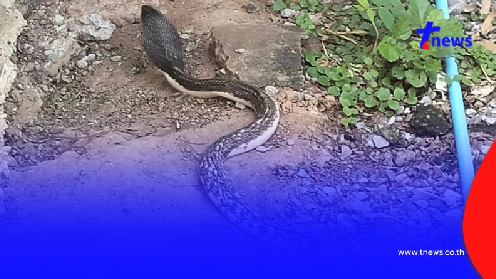 ฮือฮา หนุ่มเจอ "งูเห่าด่าง" ลายขาวดำแปลกตา โซเชียลชี้ชัดคืออะไร