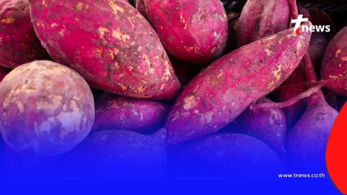 กินมันเทศ-ฟักทองจนเป็นไขมันพอกตับ แพทย์เผยเหตุผล พร้อมคำแนะนำ