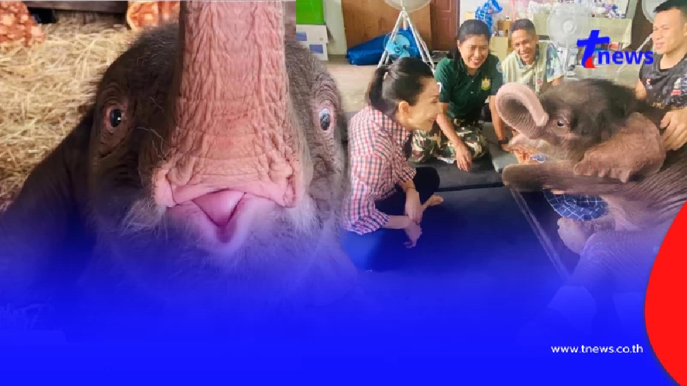 เผยนิสัย "น้องข้าวต้ม" ลูกช้างพลัดหลง รู้แล้วยิ่งหลงรัก