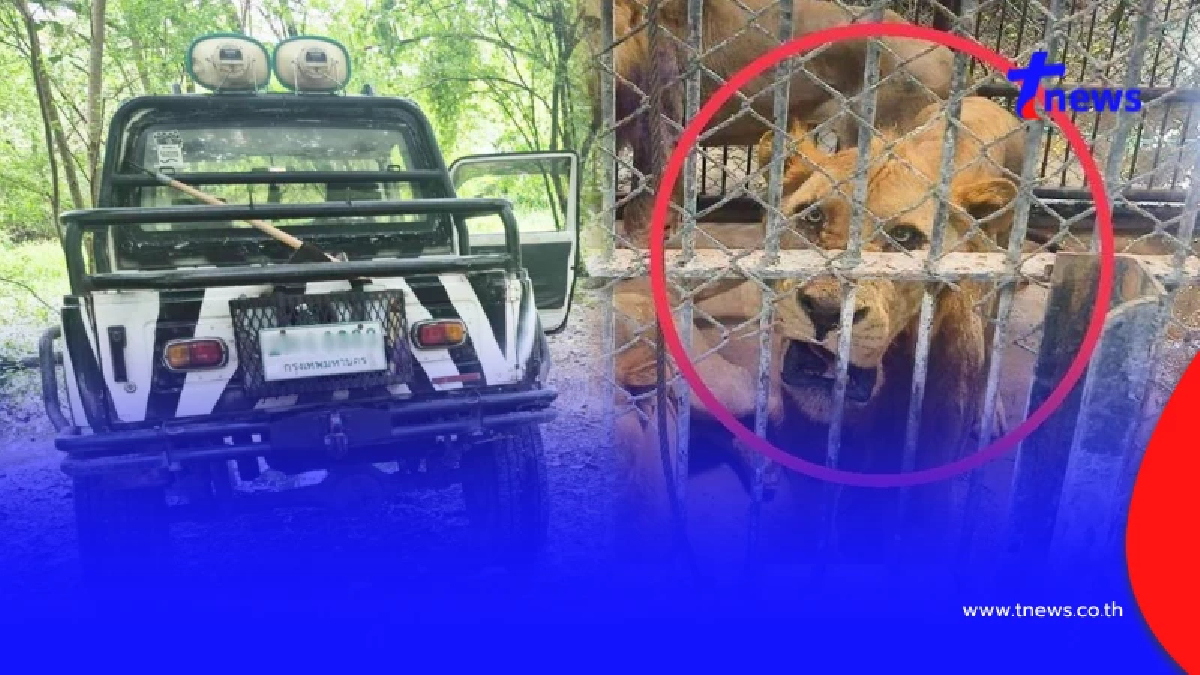 พยานสำคัญ เห็นเหตุการณ์ก่อนสิงโตจู่โจม ลุงเจียนอยู่ท้ายรถทำไม