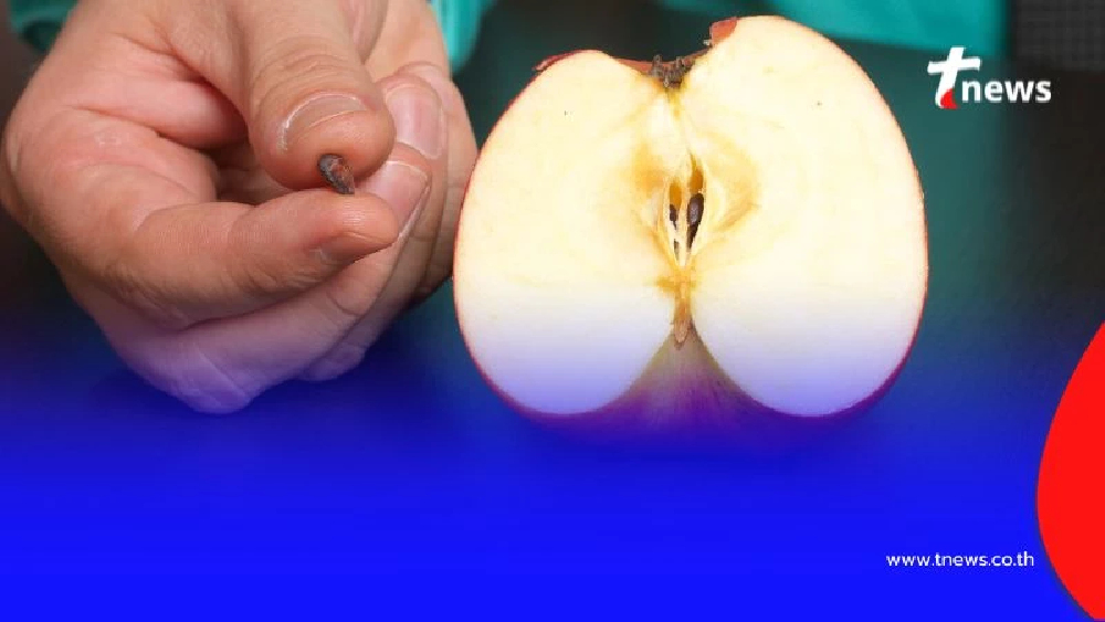 กินเมล็ดแอปเปิลเข้าไปจะเป็นอะไรไหม คำตอบที่คุณอาจไม่เคยรู้