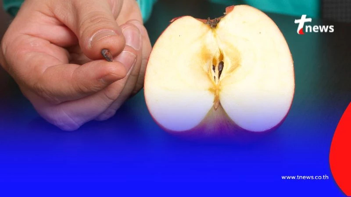 กินเมล็ดแอปเปิลเข้าไปจะเป็นอะไรไหม คำตอบที่คุณอาจไม่เคยรู้