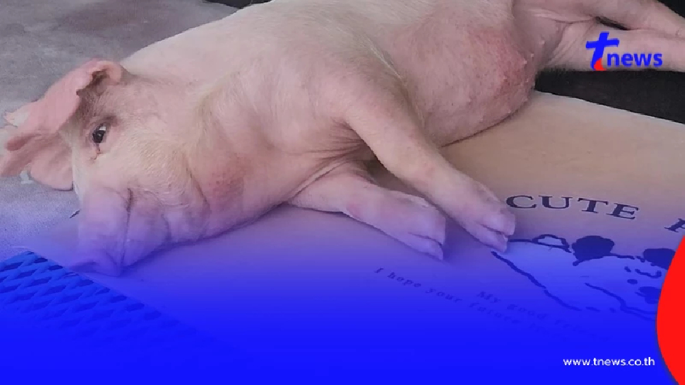 "เฮงเฮง"ลูกหมูโดดลงรถกลางถนน ลาโลกแล้ว เจ้าของเผยสาเหตุเศร้า