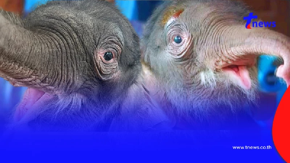 รู้แล้วใครตั้งชื่อ "น้องข้าวต้ม" แฝงความหมายแสนอบอุ่น ลึกซึ้ง