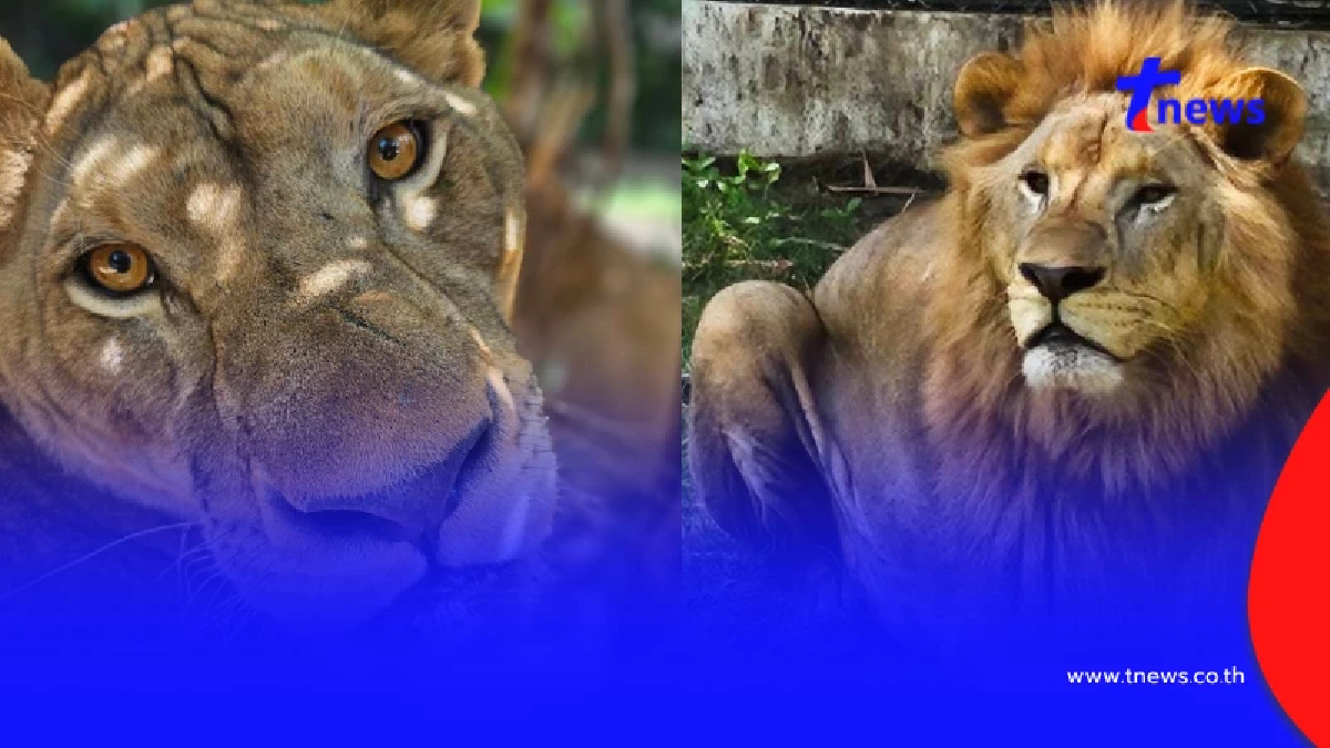 จังหวัดที่เลี้ยง "สิงโต" ในบ้าน - สวนสัตว์เยอะที่สุดในประเทศไทย