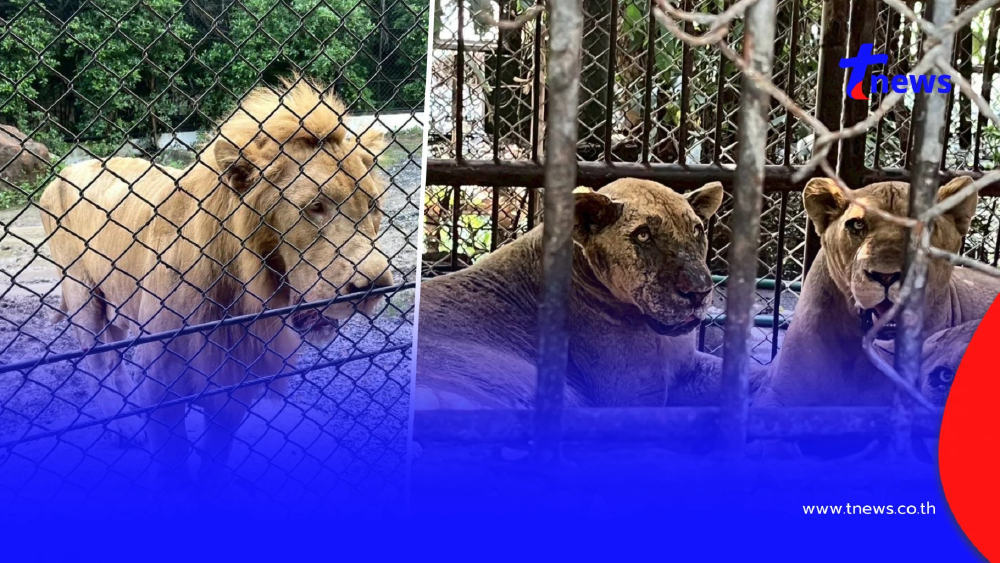 เปิดอาการ 5 สิงโต หลังถูกขังกรง เผยชะตากรรม หากปรับพฤติกรรมไม่ได้