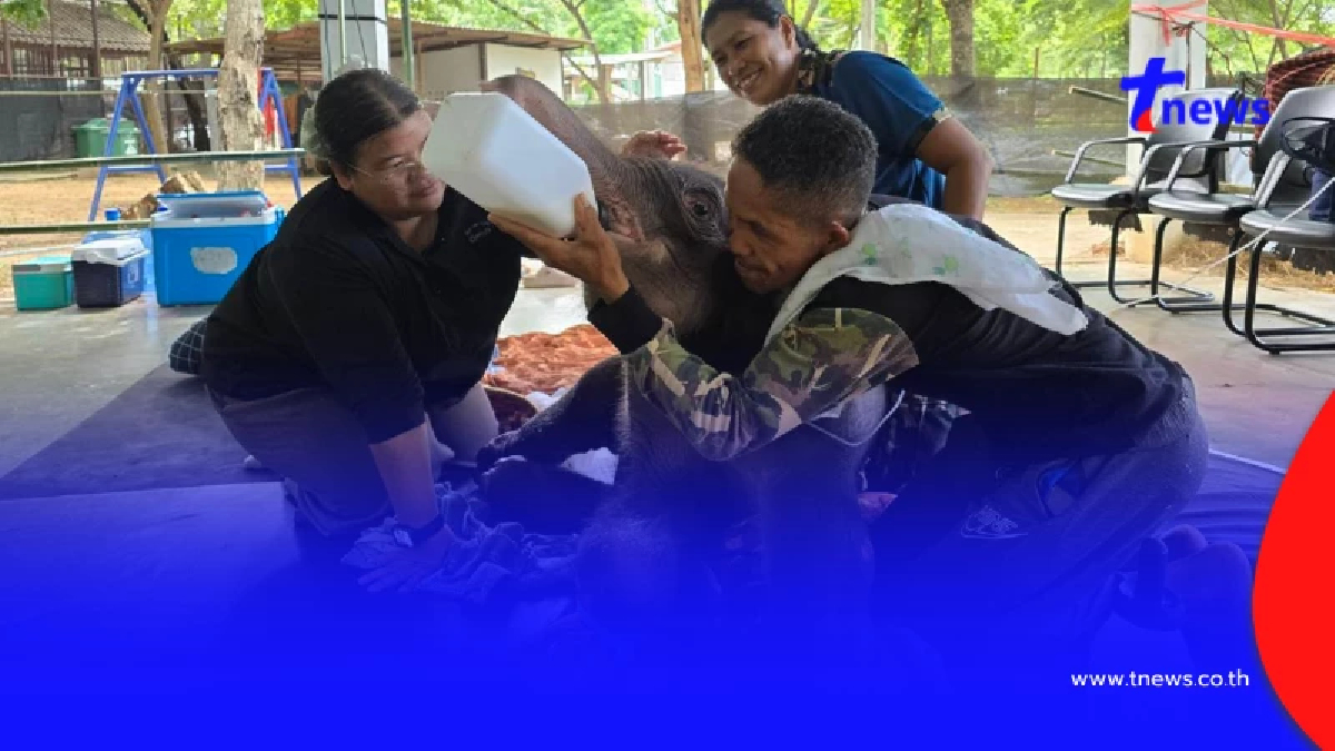 อาการล่าสุด "พังข้าวต้ม" พบหนองที่สะดือ ต้องทำแผลทุกวัน