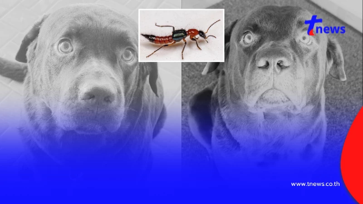 เจ้าของสูญเสียน้องหมา ถูกแมลงก้นกระดกต่อย พิษทำร้ายอวัยวะข้างใน