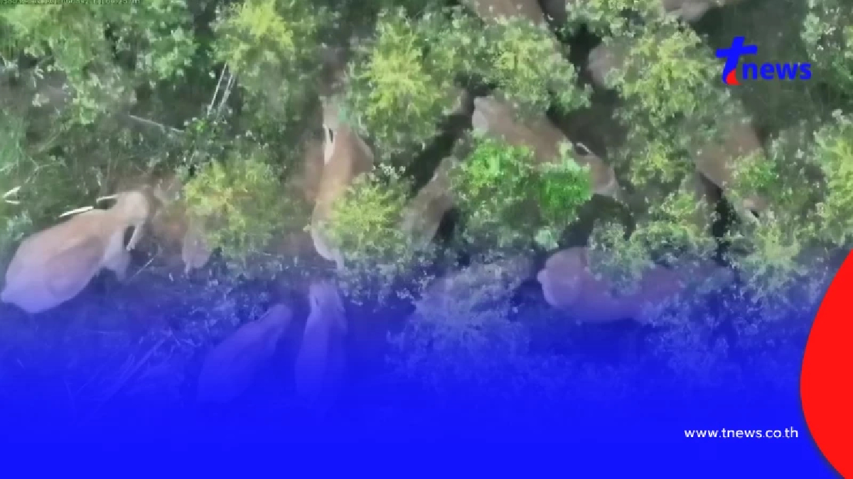 งานช้างของจริง ผนึกกำลังผลักดันโขลงช้างป่า 20 ตัวกลับบ้าน