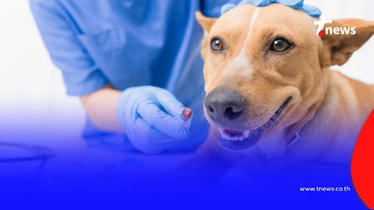 กทม. จัดหน่วยสัตวแพทย์เคลื่อนที่เดือน ก.ย. บริการทำหมัน-ฉีดวัคซีนฟรี