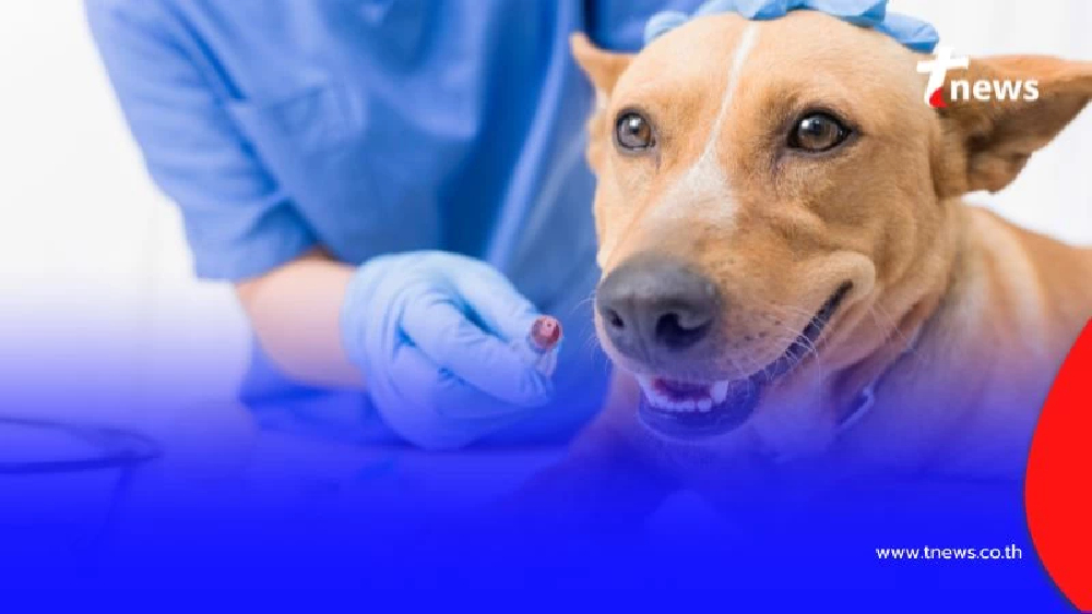 กทม. จัดหน่วยสัตวแพทย์เคลื่อนที่เดือน ก.ย. บริการทำหมัน-ฉีดวัคซีนฟรี