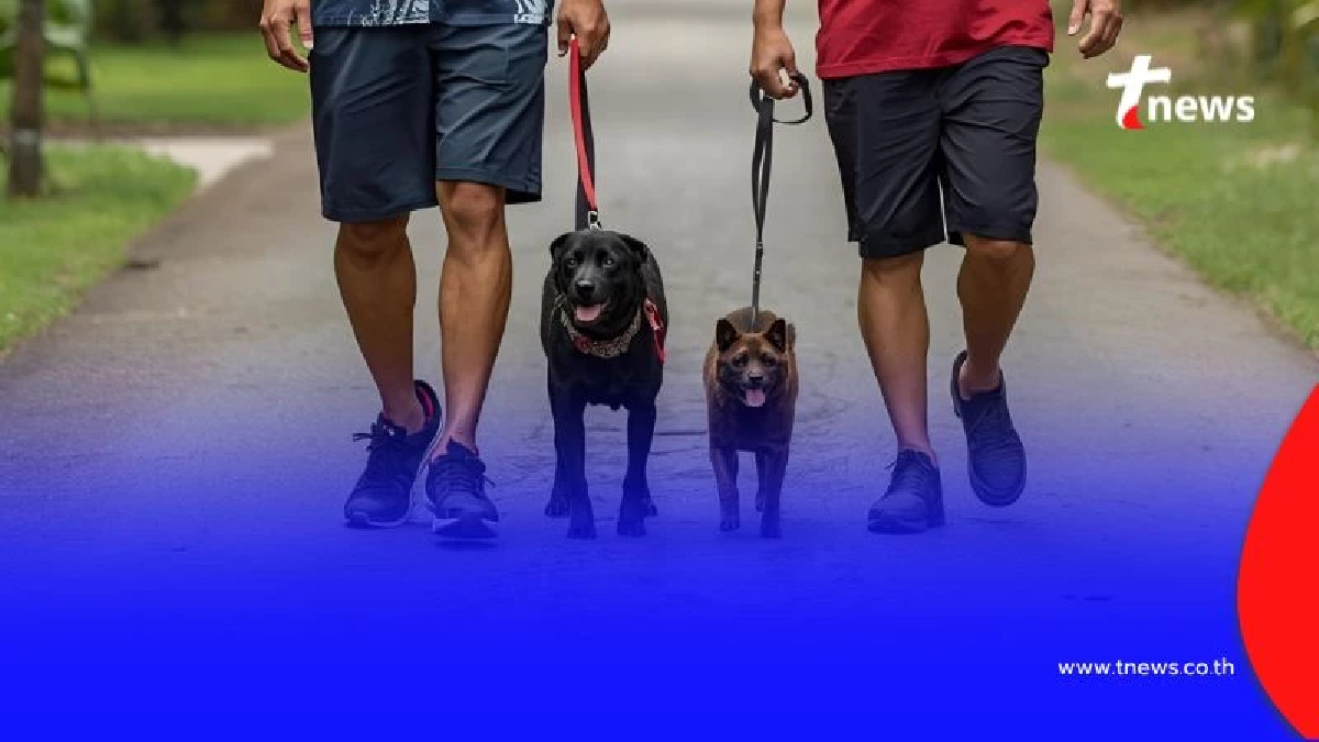 เจ้าของหมา-แมวใน กทม. ต้องรู้ ปี 69 บังคับใช้กฎหมายใหม่ ไม่ทำตามมีโทษ