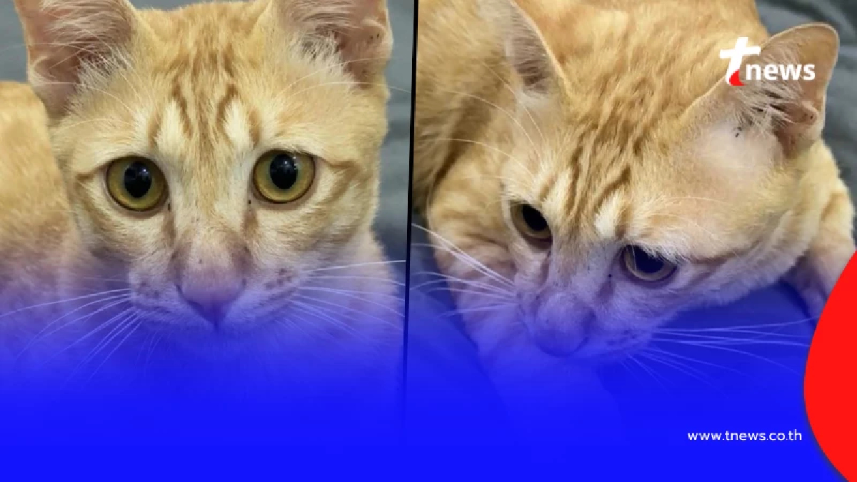 ประกาศหา "แมวหาย" ใครพบเจอ มอบทันที 1แสนบาท เผยพิกัดเบื้องต้น