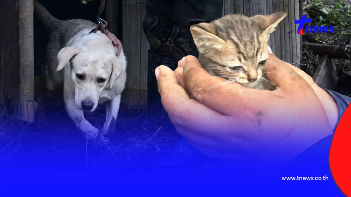 ฮีโร่ 4 ขา "K9 สีนวล" ช่วย 1 ชีวิตเล็ก ๆ จากเหตุดินถล่มบ้านปางอุ๋ง