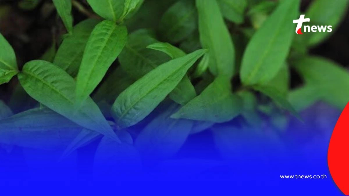 อย่ามองข้าม ผักแพว ผักไทยคู่ครัว ลดความเสี่ยงของโรคต่างๆ ได้