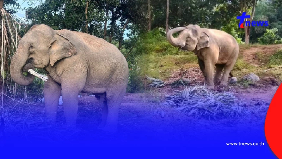 ประกาศขายสีดอก้านกล้วย ช้างลากไม้พังงา หลังเกิดเรื่องสุดเศร้า