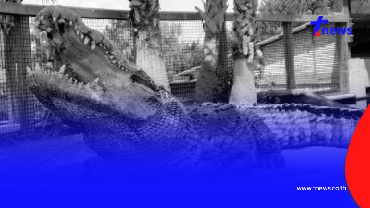 ปิดตำนาน เจ้าใหญ่ จากไทยสู่อเมริกา เจ้าของสถิติใหญ่ที่สุดในโลก