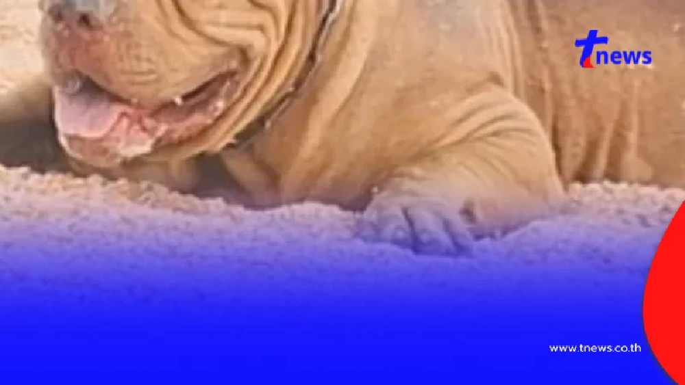 สุนัขพิตบูล คาบทารกอายุเพียง 2 เดือน ทิ้งลงรางระบายน้ำ