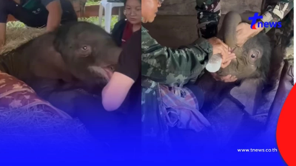 อาการล่าสุด น้องข้าวต้ม ลูกช้างป่าพลัดหลง ย้ายมารักษาที่บึงฉวาก