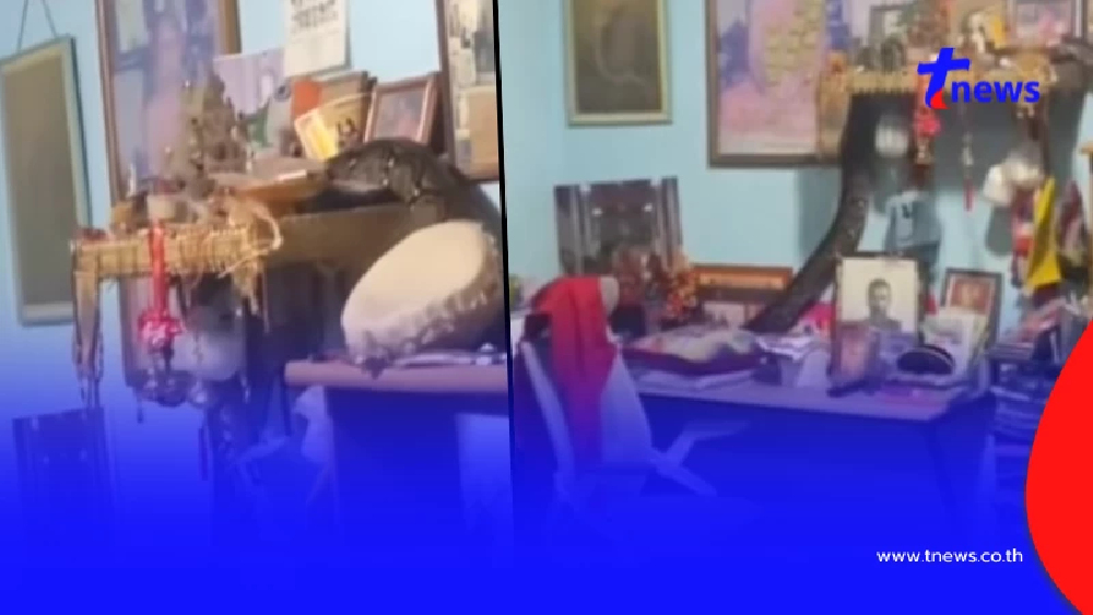 ผวาทั้งบ้าน "งูเหลือม" โผล่เลื้อยขึ้นหิ้งพระ ต่อหน้าต่อตา