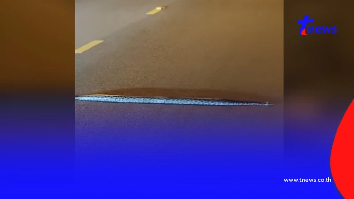 ฮือฮา งูเลื้อยเส้นตรงข้ามถนน ไม่กลัวคนถ่ายคลิป ทะเบียนรถให้โชค