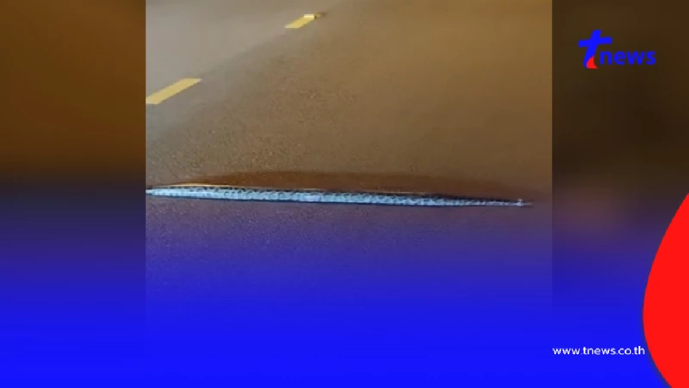 ฮือฮา งูเลื้อยเส้นตรงข้ามถนน ไม่กลัวคนถ่ายคลิป ทะเบียนรถให้โชค