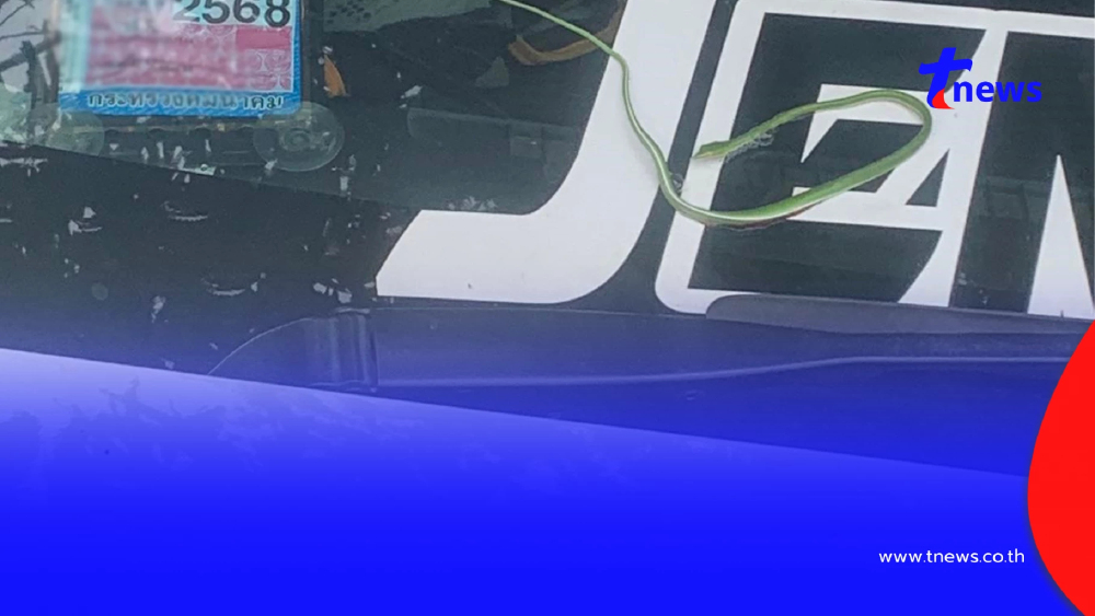 ลูกงูเขียว 9 ตัว หล่นจากต้นไม้ตกใส่รถ แห่ส่องทะเบียนรถ เลขที่บ้าน