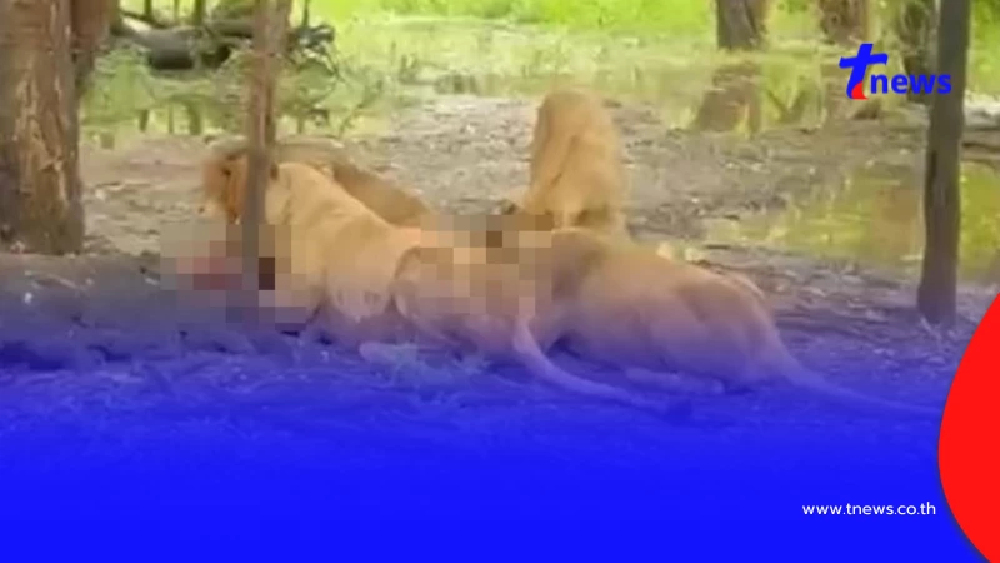 ด่วน เหตุสลด สิงโตรุมขย้ำเจ้าหน้าที่สวนสัตว์ดัง กทม. เสียชีวิต