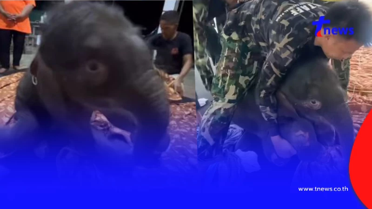 รู้แล้วน้ำตาซึม อัปเดตการรักษา "น้องข้าวต้ม" ล่าสุดมีข่าวดี