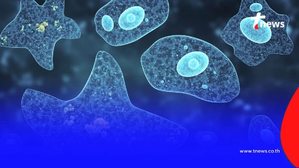 อะมีบากินสมอง ภัยเงียบจากน้ำธรรมชาติ แม้น้ำดูใสสะอาดก็อย่าชะล่าใจ